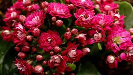 Как ухаживать за цветком каланчо? Как размножается цветок калано?