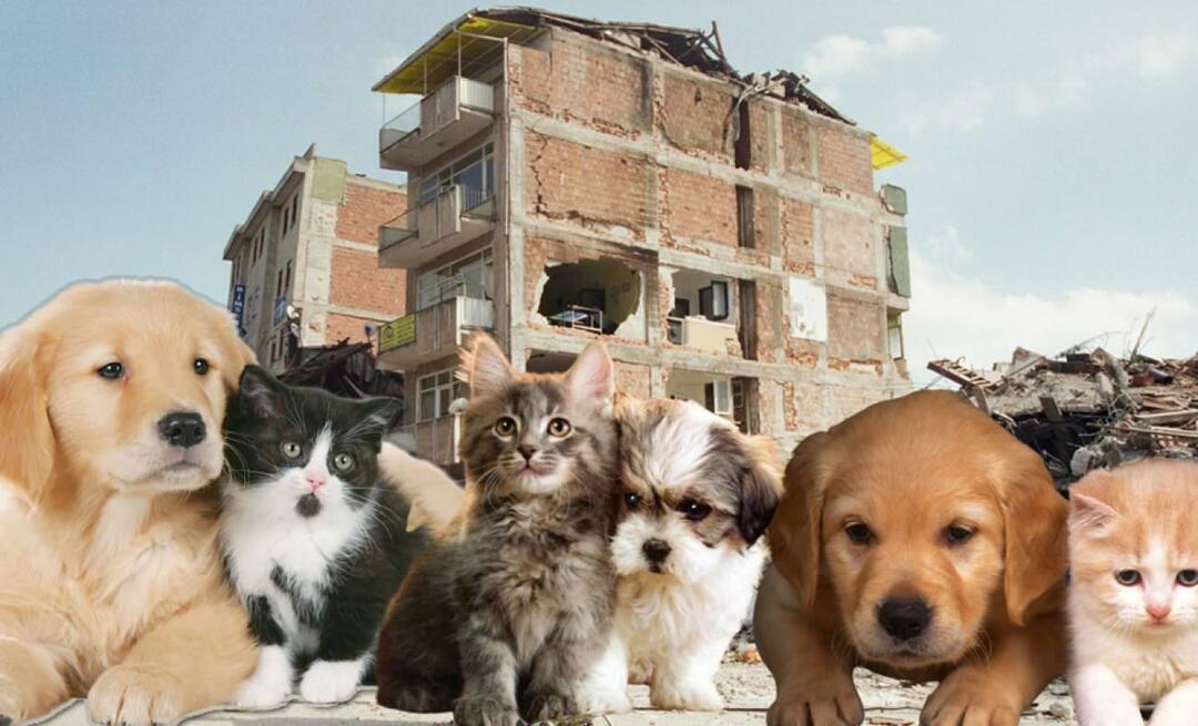 Что делать тем, у кого есть домашние животные, до и после землетрясения? Те, у кого есть домашнее животное во время землетрясения