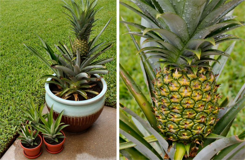 Как вырастить ананас в домашних условиях? Как происходит укоренение ананаса?