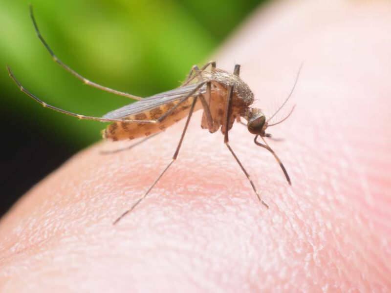 Как сделать в домашних условиях натуральный репеллент от комаров? Рецепты натуральных репеллентов от мух