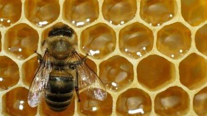 Где используется пчелиный яд? Каковы преимущества пчелиного яда? Какие болезни полезны для пчелиного яда?