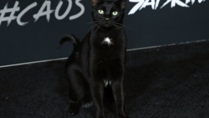 Черная кошка на голливудской премьере ...