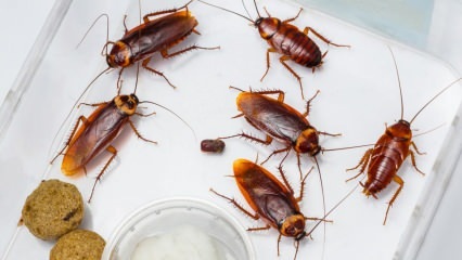 Как лечить тараканов в доме? Как уничтожить таракана
