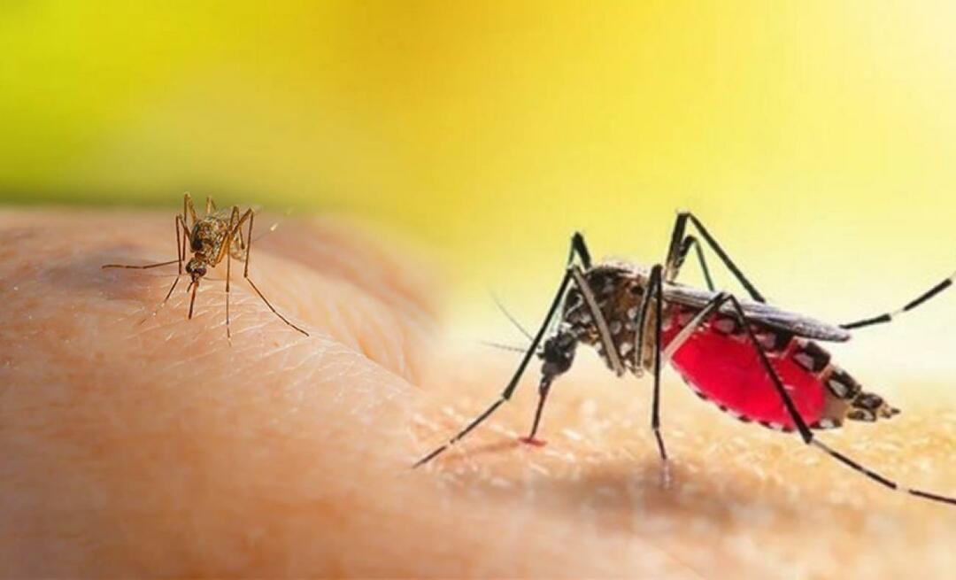 Каковы симптомы укуса комара Aedes? Как избежать укуса комара Aedes?