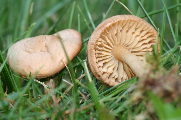 Каковы преимущества гриба? Для каких болезней полезны грибы?