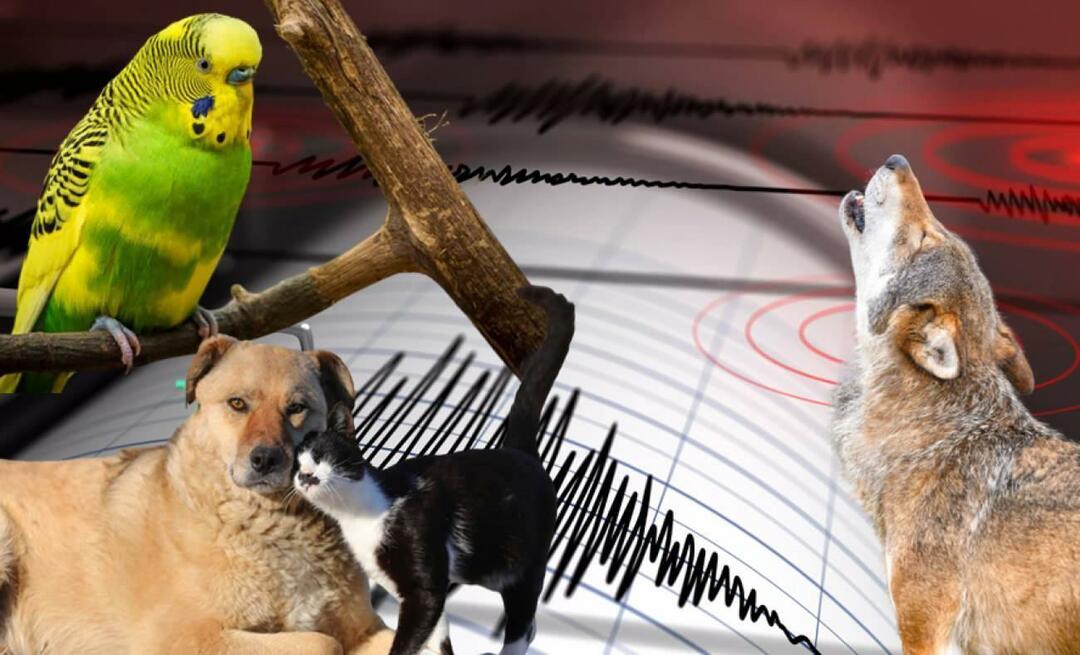 Чувствуют ли животные землетрясения заранее? Землетрясение и ненормальное поведение животных...