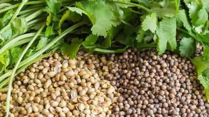Каковы преимущества семян кориандра? Как использовать кориандр? Что делает масло кориандра?