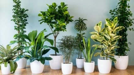 8 растений, которые просты в уходе