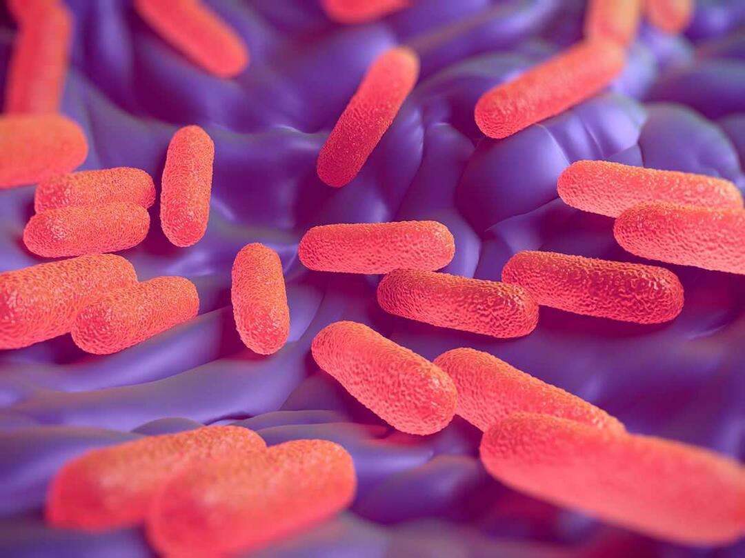 Что такое бактерии сальмонеллы? Каковы симптомы сальмонеллеза?