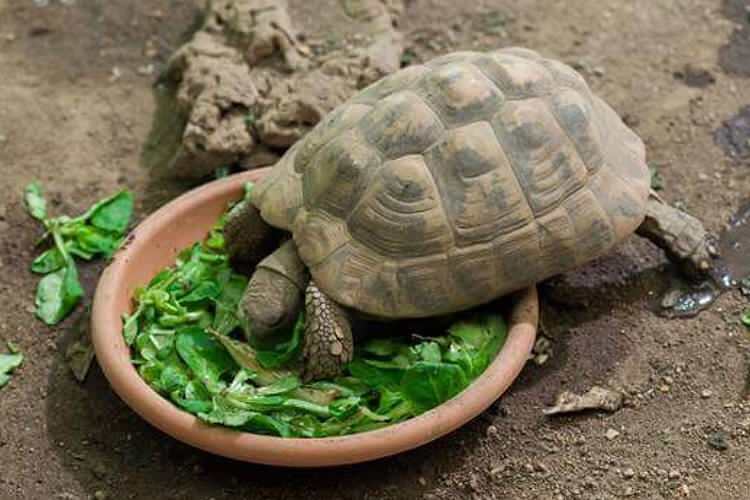 Что ест черепаха и как она питается? Какие продукты любит черепаха?