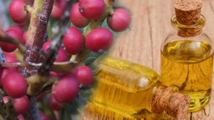 Каковы преимущества фруктов Çitlembik (Menengiç)? Что делает масло цитлемоб?