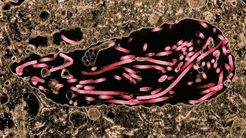 изображение эболана, распространяющегося на клетки