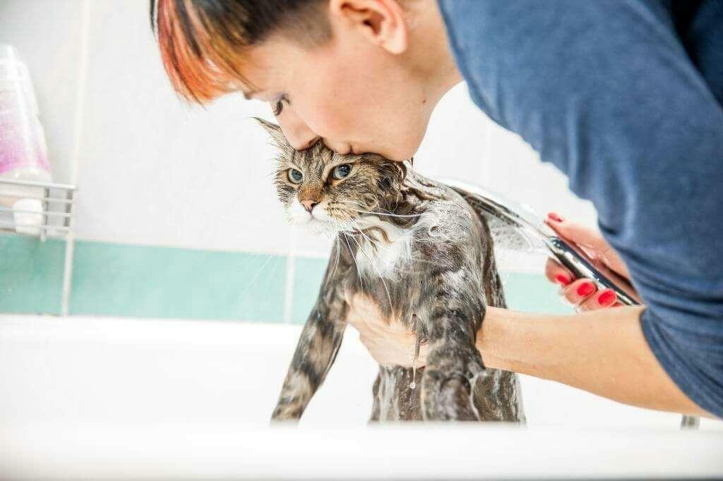 Способы мытья кошек.