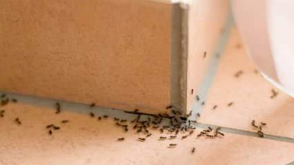 Эффективный метод удаления муравьев в домашних условиях! Как можно уничтожить муравьев без убийства? 