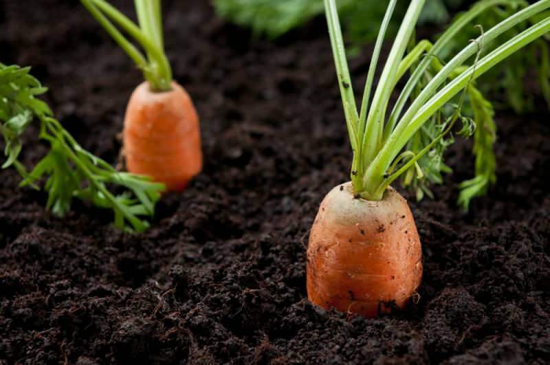 Как вырастить морковь в горшках в домашних условиях? Методы выращивания моркови в горшках