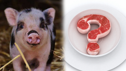 Запрещена свинина, почему свинина запрещена? Внимание к брендам свинины!