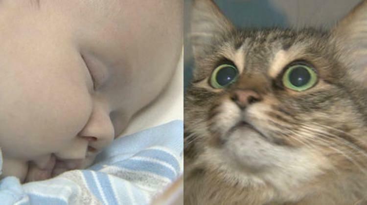 Бродячий кот спас жизнь малышу!