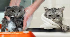 Кошки моются? Как мыть кошек? Вредно ли купать кошек?