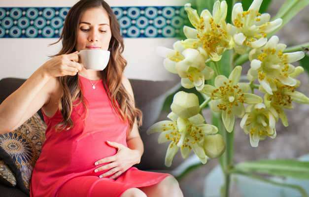 Травяной чай пьют во время беременности? Рискованный травяной чай во время беременности