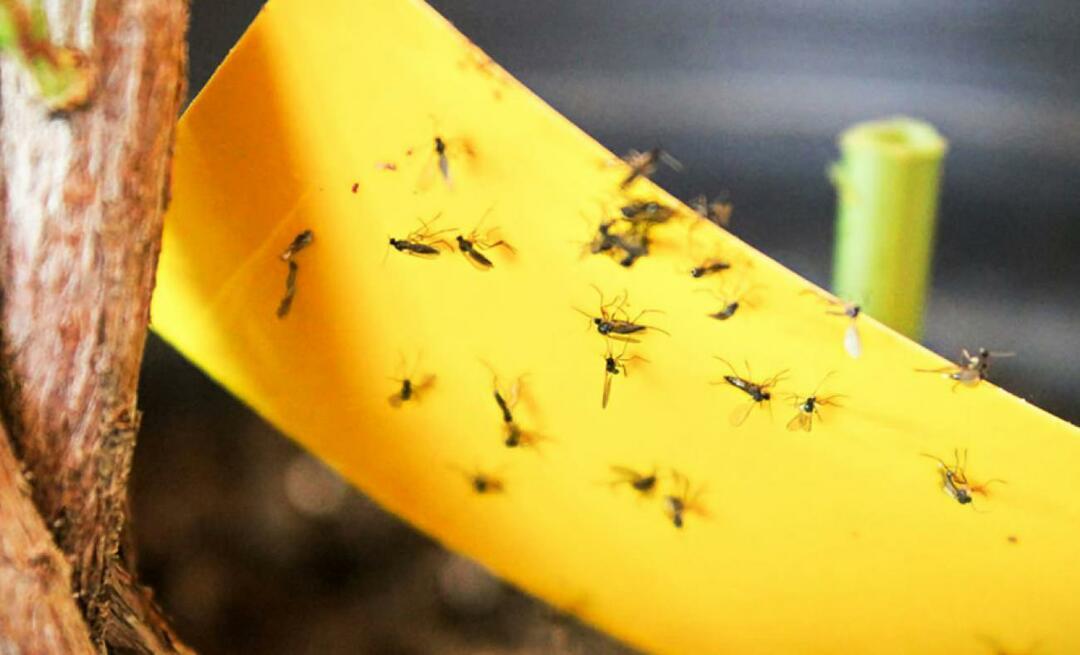 Окончательное решение проблемы насекомых в доме! Как предотвратить полет мелких мух дома?