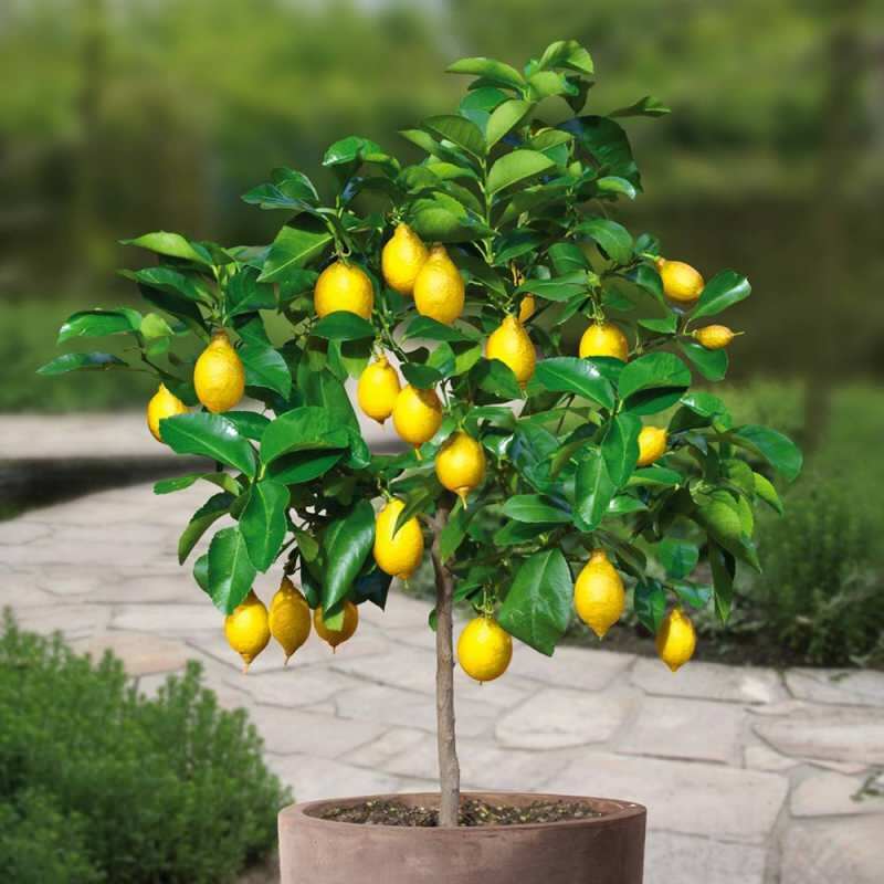 Как вырастить лимоны в горшках в домашних условиях? Советы по выращиванию и уходу за лимонами
