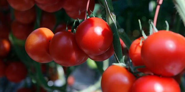 Чем полезны помидоры для кожи? Как сделать томатную маску? Если натереть лицо помидором