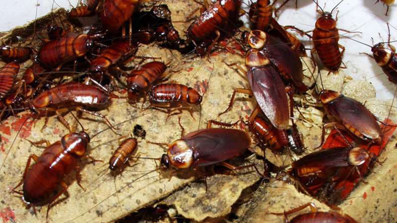 Как лечить тараканов в домашних условиях | Как уничтожить тараканов?