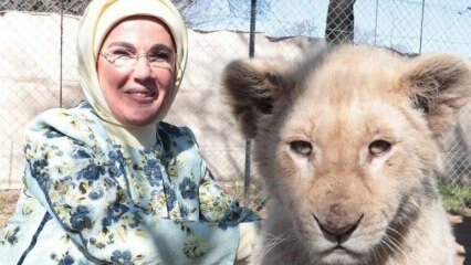 Первая леди Эрдоган сфотографировалась со львятами