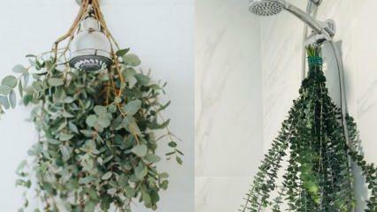 Как повесить эвкалипт в душе? Способы использования эвкалипта в отделке ванной комнаты!