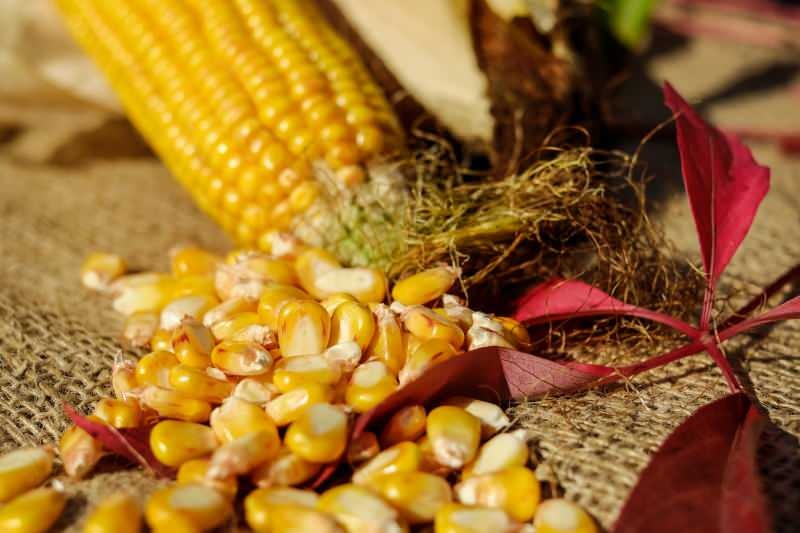 Как хранить кукурузу