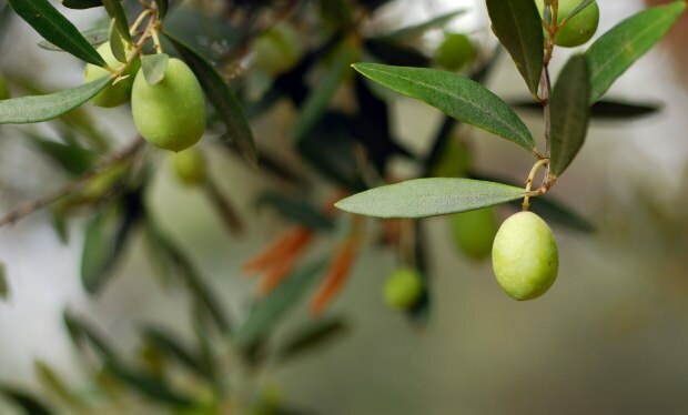 Оливковые листья