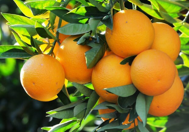 Преимущества апельсина