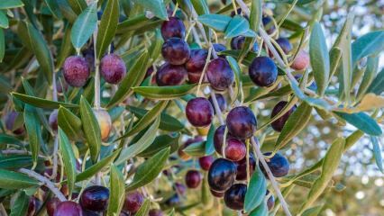 Каковы преимущества оливок? Как употребляется оливковый лист? Если вы проглотите семена оливок ...