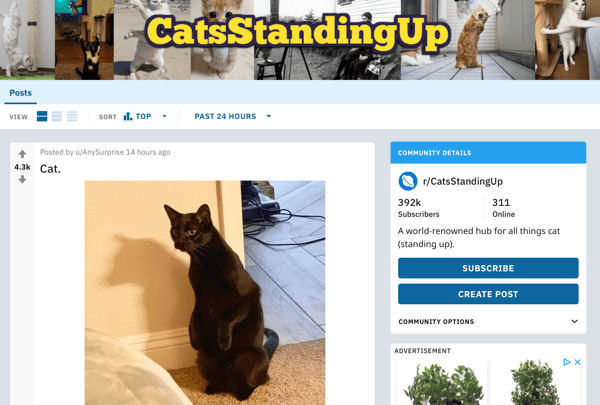 Как продвигать свой бизнес на Reddit, пример сообщения из сабреддита r / CatsStandingUp
