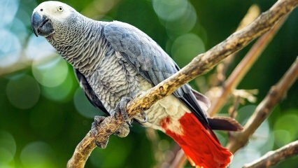 Как ухаживать за попугаем Jako? Как это кормить? Как это тренируется?
