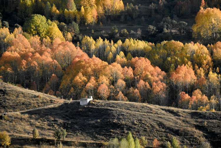 Осенние краски предлагают визуальный праздник в Гюмюшхане и Байбурте.