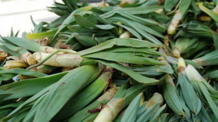 Что такое нигелла? Каковы преимущества травы? Как правильно питаться гинграсом?