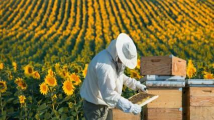 Безработная молодежь работает как пчелы в Орду