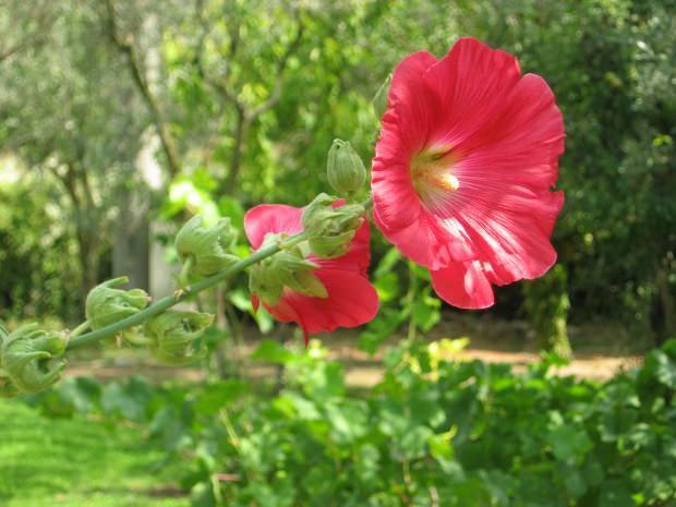 Каковы преимущества цветка зефира (гибискуса)? Какие заболевания полезны для цветов зефира (гибискуса)?