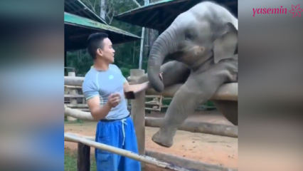 Те моменты между слоном и его хранителем!