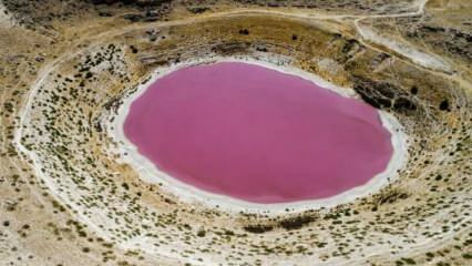 Озеро Мейил Обрук стало розовым!