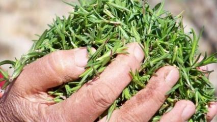 Каковы преимущества травы тимьяна? Как сделать чай с тимьяном? Что делает тимьяновое масло?