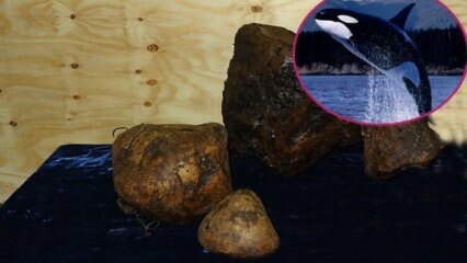 Стоимость была поразительной! Что такое китовая рвота, чем полезен янтарь и почему он стоит дорого?
