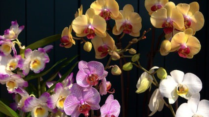 Как ухаживать за орхидеями? Как поливать орхидею в домашних условиях? Способ оживления орхидей
