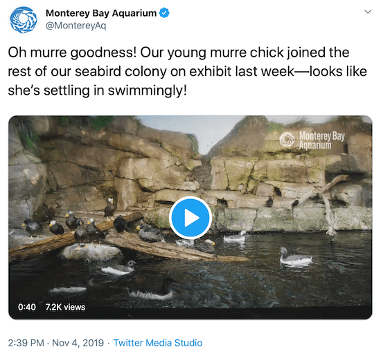 твит из Monterey Bay Aquarium как пример голоса бренда в социальных сетях