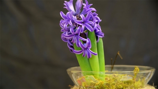 Как воспроизвести цветы гиацинта