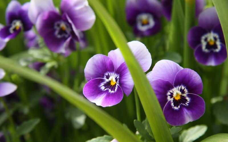 Как ухаживать за фиолетовым цветком? Как воспроизвести фиолетовый цветок?
