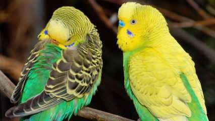 Как ухаживать за волнистыми попугайчиками? Как мыть попугайчика