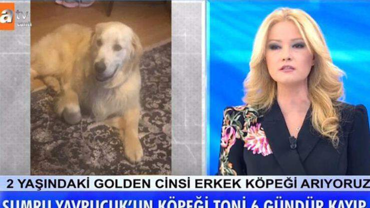 Ведущая Müge Anlı объявила: собака актрисы Sumru Yavrucuk была найдена ...