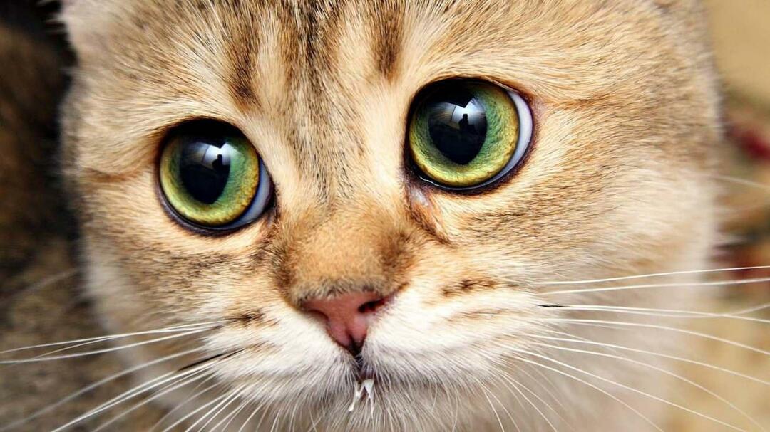 Что делают кошачьи усы?